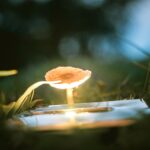 Addiction to Psychedelic Mushrooms