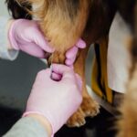 Understanding Xylazine: The Emerging Threat in Substance Abuse and How Passages Malibu Can Help